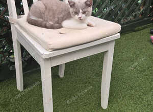 Full british short hair kitten