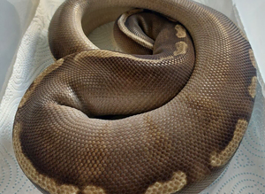 Phantom GHI Royal Python