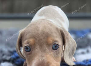 Piebald blue eyed boy