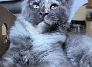 Last girl Tica register