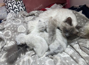Prestige luxurious Persian x Ragdoll Kittens