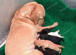 Beautiful Labrador Puppies Looking for Loving Homes