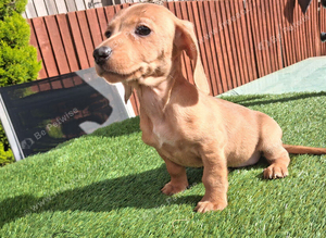 Dachshund babies