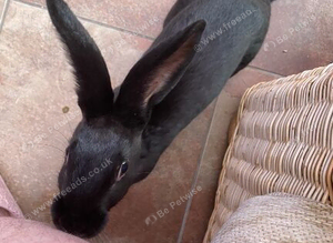 Black rabbit