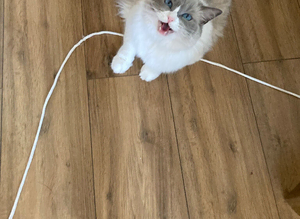3 year old rag doll
