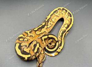 Fire Yb DH Sunset Clown 50% Het Pied