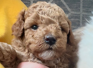 Cockapoo puppy&rsquo;s