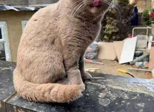 Stunning Lilac British Shorthair Boy with Odd Eyes - 15 Months - Neutered