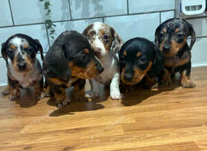 Available now two boys and two girls left,beautiful little dachshund puppies