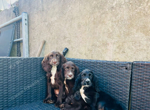 Cocker spaniel boys