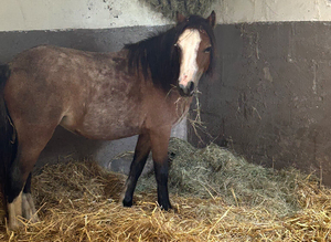 Strawberry Roan mare