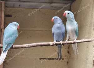 Mutation Ringnecks