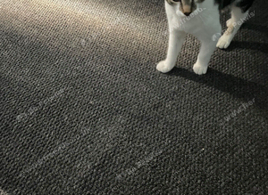 Kitten