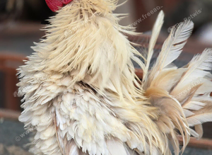 Serama frizzle Cockerell