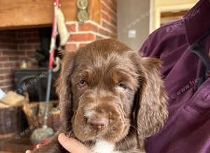 Chocolate spaniels 7 week ols
