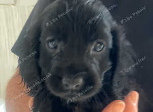 5 beautiful show cocker spaniels crossed patterdale