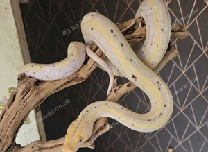 Cow super dwarf retic