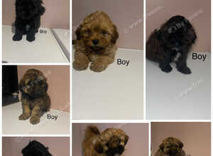 Stunning Shih Tzu x poodle puppies for sale