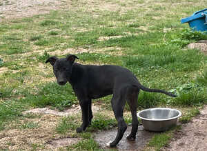 Whippet Puppies READY NOW