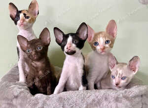 Beautiful Cornish Rex Kittens - Reservations Now Open!