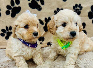 BEAUTIFUL F1 CAVAPOO PUPPIES EXTENSIVELY HEALTH TESTED PARENTS
