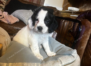 Last boy Cocker spaniel