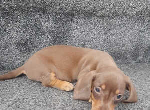 Dashund pups