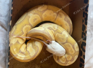 firebelly x banana albino royal python