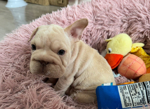 French bulldog puppies ready now!