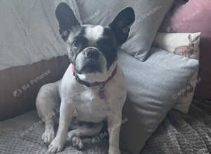 9 year old French bulldog girl needs to be rehomed