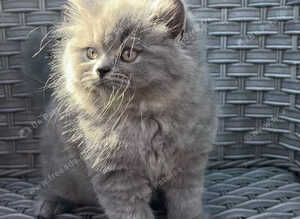 2 GCCF Blue  British Long Hair Kittens