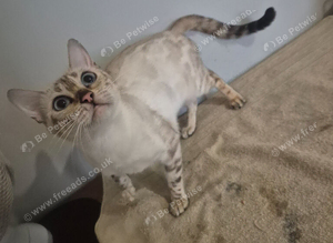 Bengal snow lynx female