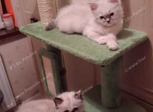 GCCF registered Ragdoll kittens