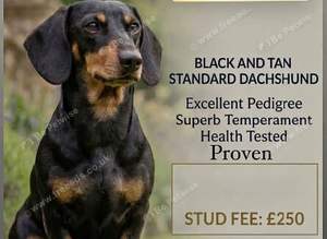 Dachshund STUD