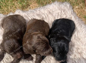 COCKAPOO 2BOYS 1 GIRL