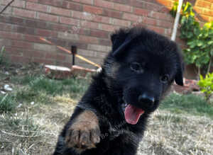 Show-Line German Shepherd Puppy
