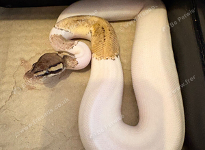 Baby male high white  leopard phantom pied