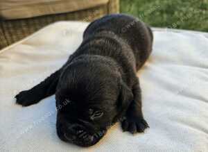 Bullador puppies