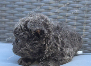 Beautiful Fluffy Frenchies Carrying C2 Last Male Available