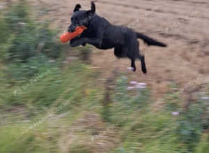 Dog Training