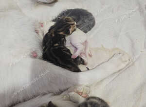 Part bengal beautiful kittens