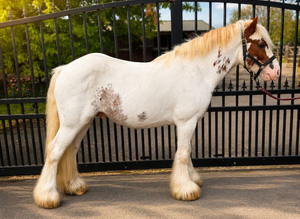 !!!REDUCED!!!   SAFE COB ***PERFECT 1ST PONY!!***