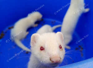 Albino ferrets