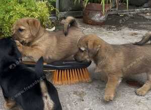 Norfolk Terrier Cross Puppies