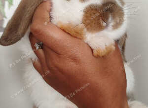 Beautiful mini lops