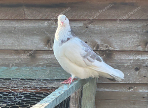Birmingham cock