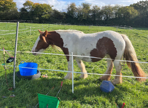 13h gypsy cob mare
