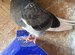 Pigeons for sale