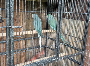 Indain ringneck Parrot gray/blue