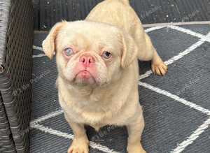 Pug cross girl
